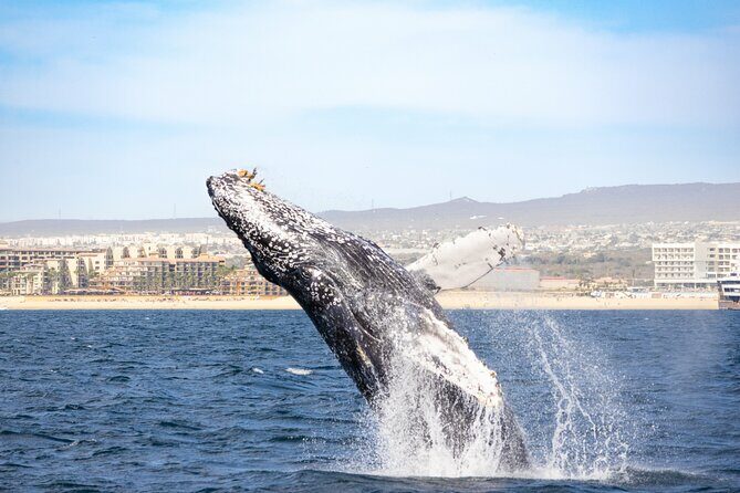 Whale Tour c/ Certified Guide, Photos & Hydrophone - Practical Details & Tips
