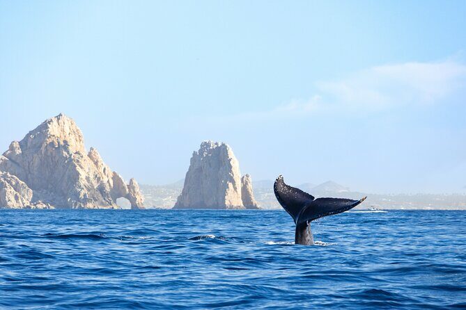 Whale Tour c/ Certified Guide, Photos & Hydrophone - Who Will Love This Tour?
