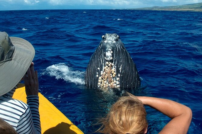 Whale Watch Adventure Aboard Mauis Only Luxury Super Raft - Meeting and Drop-off