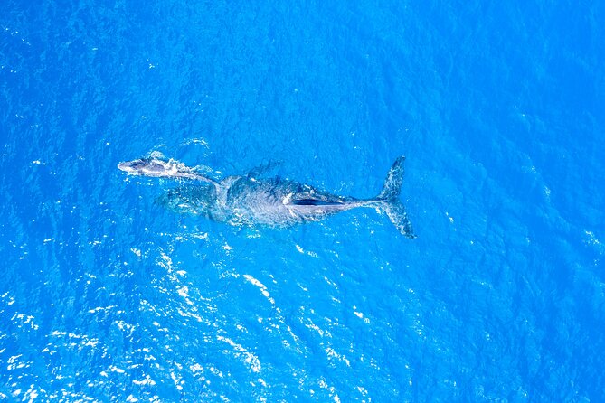 Whale Watch Adventure Aboard Mauis Only Luxury Super Raft - Cancellation Policy