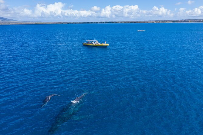 Whale Watch Adventure Aboard Mauis Only Luxury Super Raft - Mauis Luxury Super Raft