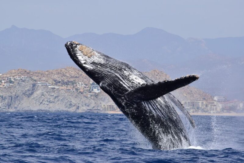 Whale Watch Cabo: Group Whale Watching Tour - FREE Photos - Key Points