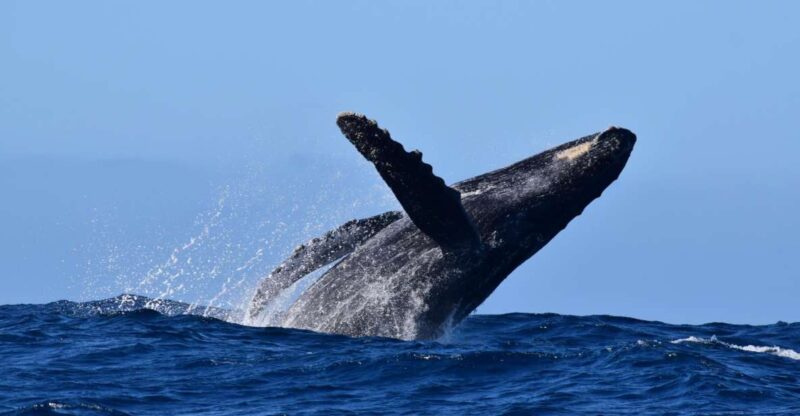 Whale Watch Cabo: Group Whale Watching Tour - FREE Photos - Pricing and Reservations