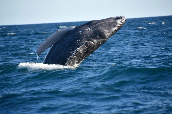 Whale Watch Cabo: Zodiac Whale Adventure - FREE Photos - Important Meeting Point Details