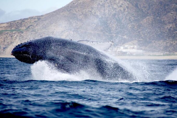 Whale Watch Cabo: Zodiac Whale Adventure - FREE Photos - Health and Safety Considerations
