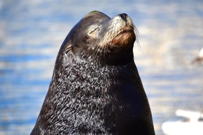 Whale Watch Cabo: Zodiac Whale Adventure - FREE Photos - Frequently Asked Questions