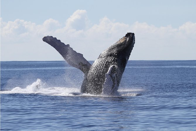 Whale Watch Cruise Aboard The Majestic by Atlantis Cruises - Meeting and Pickup Details