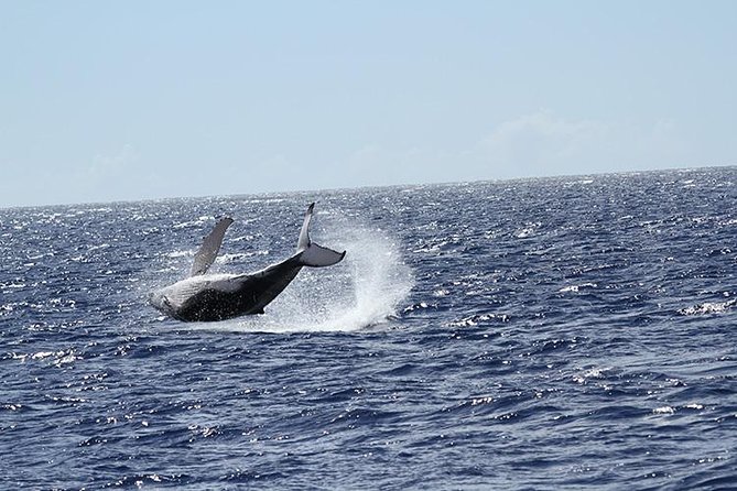 Whale Watch Cruise Aboard The Majestic by Atlantis Cruises - Scenic Cruise Experience