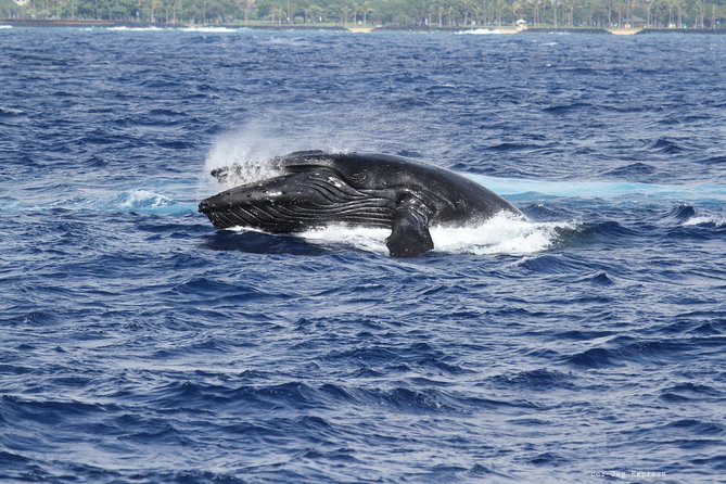 Whale Watch Cruise Aboard The Majestic by Atlantis Cruises - Additional Marine Life