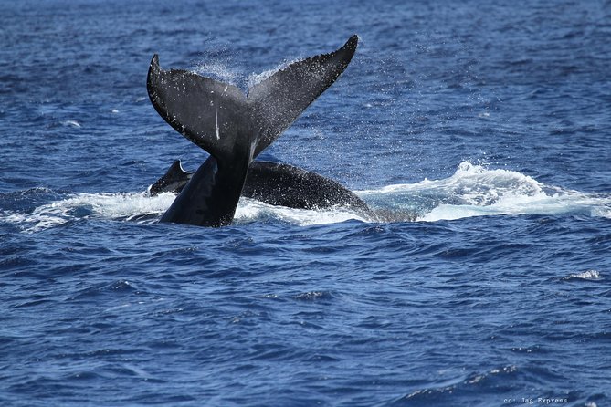 Whale Watch Cruise Aboard The Majestic by Atlantis Cruises - Accessibility and Amenities
