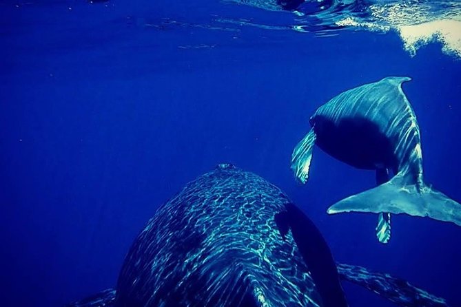 Whale Watch Excursion From the Big Island - Highlights of the Whale Watching Experience