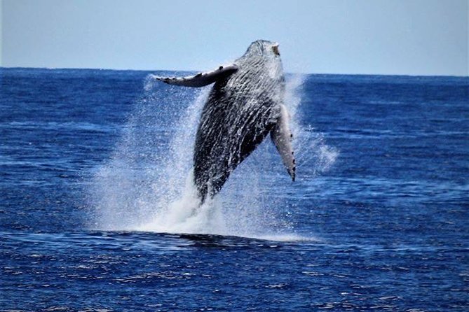 Whale Watch Excursion From the Big Island - Inclusions in the Tour Package