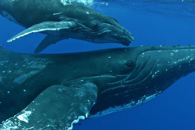 Whale Watch Excursion From the Big Island - Exclusions From the Tour Package