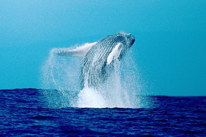 Whale Watch Excursion From the Big Island - Booking and Confirmation Process