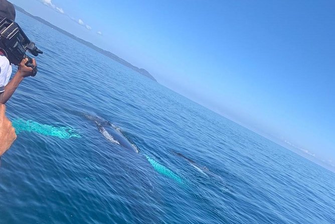 Whale Watch Tour From Santo Domingo With Bacardi Island and Lunch Included - Participant Information