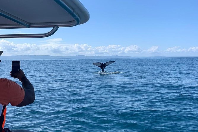 Whale Watch Tour From Santo Domingo With Bacardi Island and Lunch Included - Whale Watching Highlights
