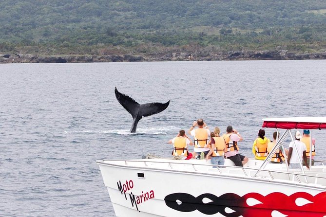 Whale Watch Tour From Santo Domingo With Bacardi Island and Lunch Included - Booking Your Stay