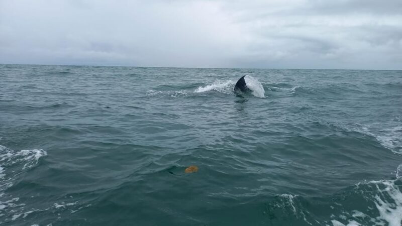 WHALE WATCHIN TOUR - Whale Watching Details