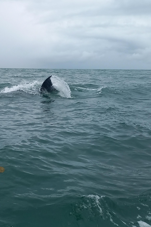 WHALE WATCHIN TOUR - Restrictions and Important Information