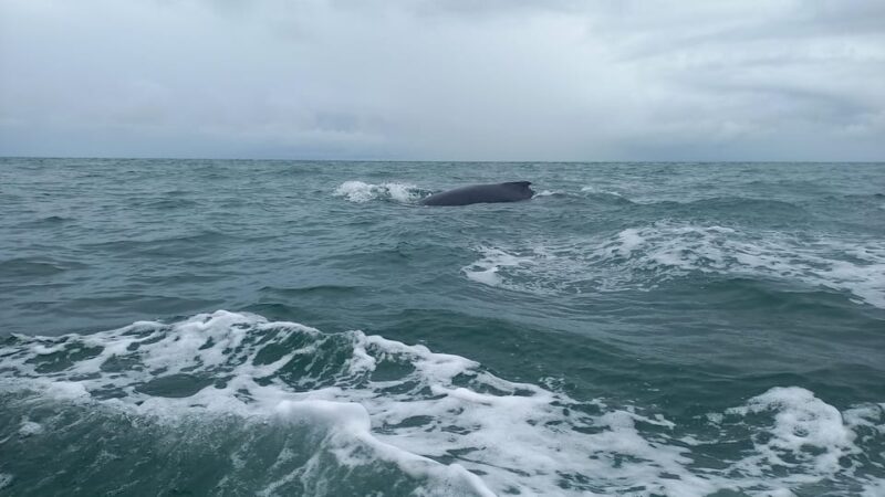 WHALE WATCHIN TOUR - Recap