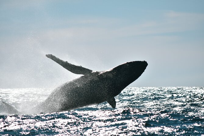 Whale Watching - Tour Inclusions and Logistics