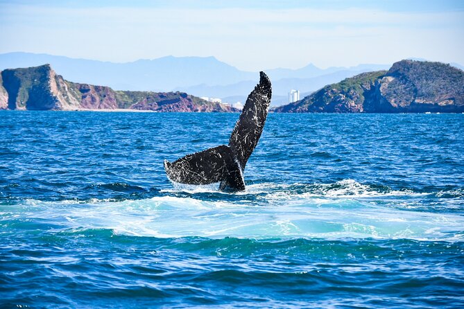 Whale Watching - Guide and Tour Quality