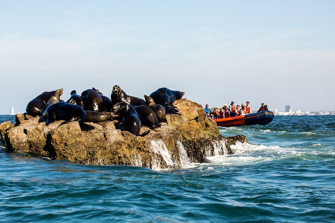 Whale Watching - Recommendations and Considerations