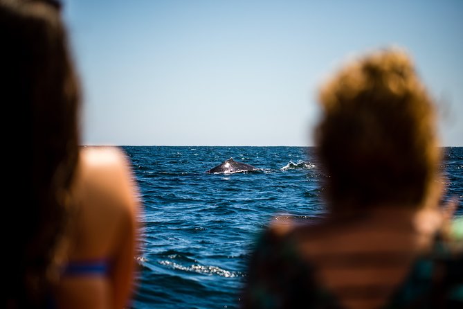 Whale Watching - Whale Sighting Opportunities