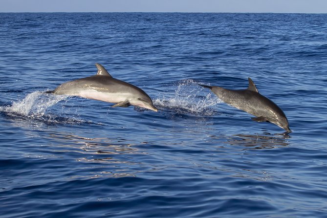 Whale Watching - Booking and Reservation Details
