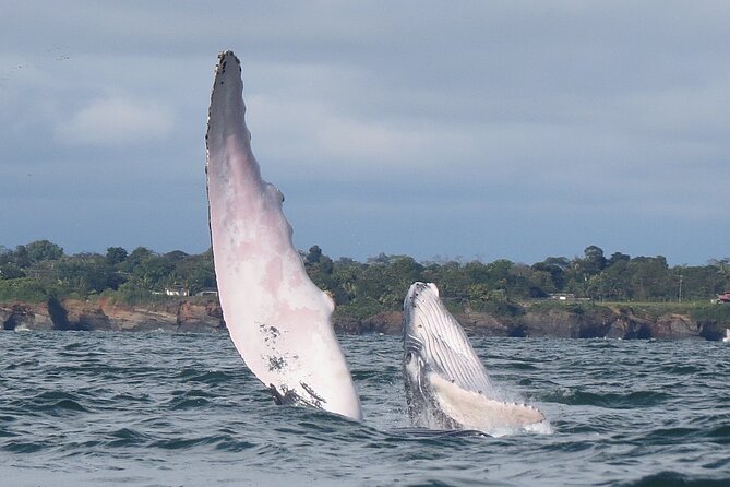 Whale Watching 3 Days in Bahia Malaga, Valle Del Cauca Colombia - Seamless Logistics and Inclusive Package