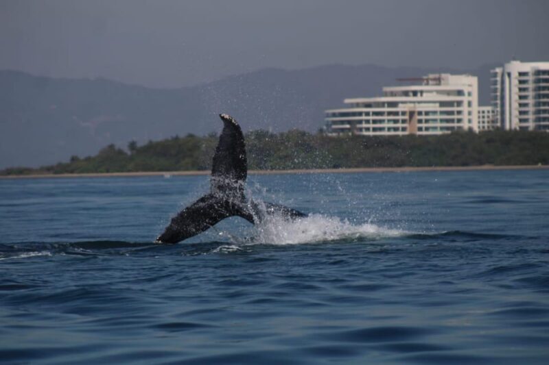 Whale Watching - Key Points