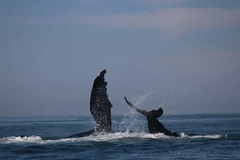Whale Watching - Booking Information
