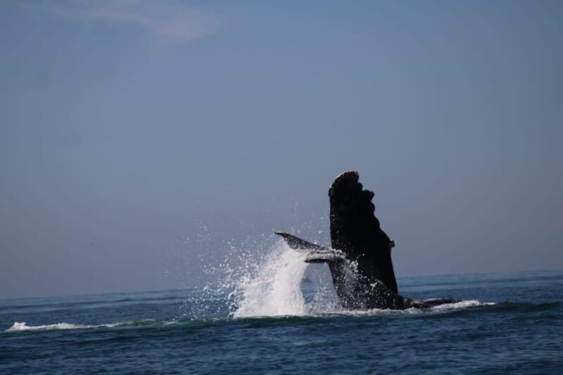 Whale Watching - Preparation and Recommendations