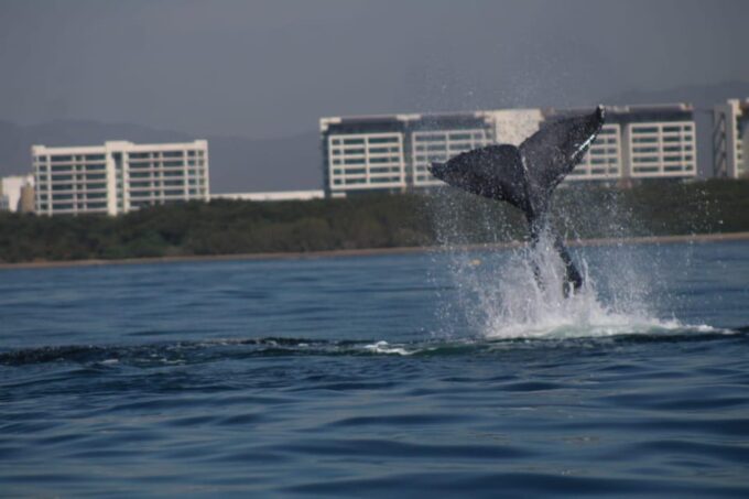 Whale Watching - Whale Watching Season