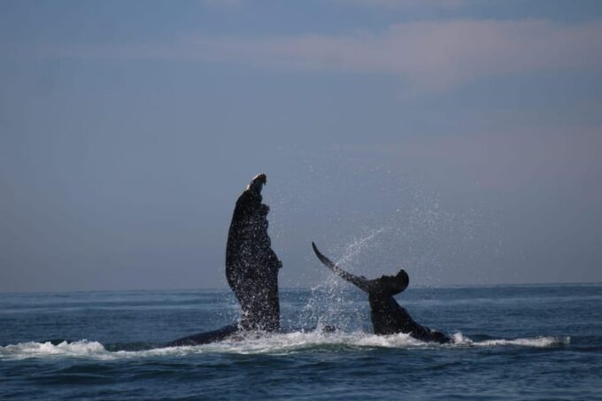 Whale Watching - Private Boat Experience