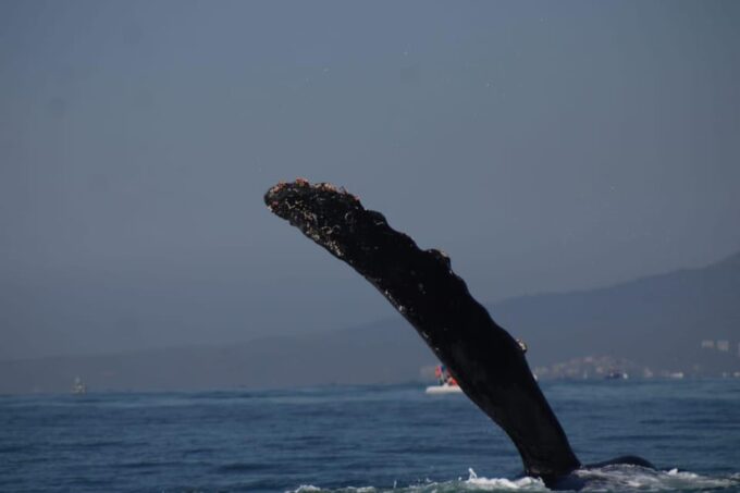 Whale Watching - Docking and Check-in