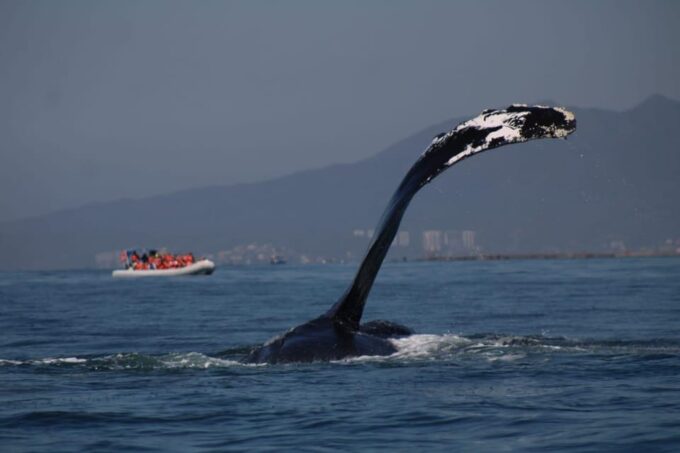 Whale Watching - Frequently Asked Questions