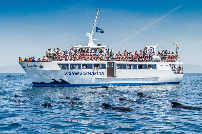 Whale Watching - Booking and Meeting Point