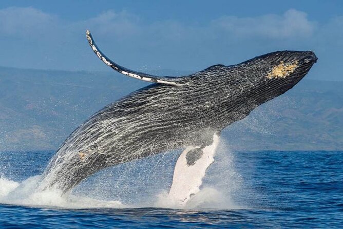 Whale Watching - Humpback Whale Sightings