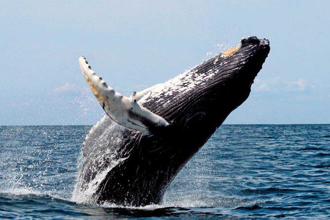 Whale Watching - Preparing for the Tour