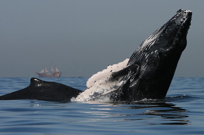 Whale Watching - Frequently Asked Questions