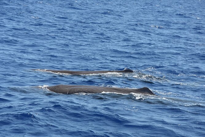 Whale Watching Activity in North Coast - Good To Know