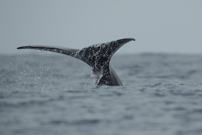 Whale Watching Activity in North Coast - Boat Type and Group Size