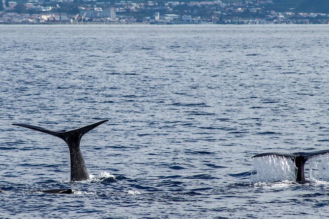 Whale Watching Activity in North Coast - Booking and Cancellation Policy
