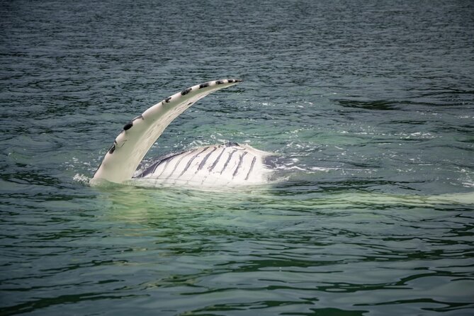 Whale Watching Adventure in Juneau - Spotting Humpback and Orca Whales in Their Natural Habitat