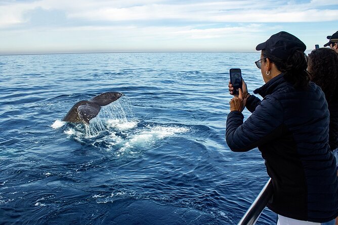 Whale Watching Adventure In Puerto Vallarta - Key Points
