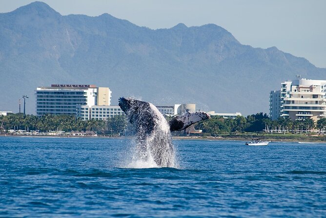 Whale Watching Adventure In Puerto Vallarta - Participant Information