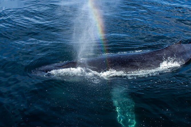 Whale Watching Adventure In Puerto Vallarta - Preparation and Recommendations