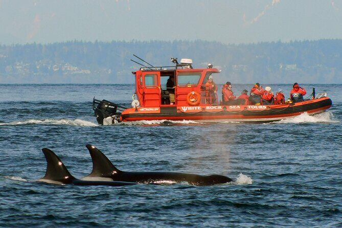 Whale Watching Adventure Vancouver - The Itinerary in Detail