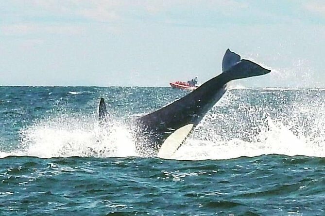 Whale Watching Adventure Vancouver - Authentic Experiences and Tips